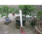 平头屠龙刀